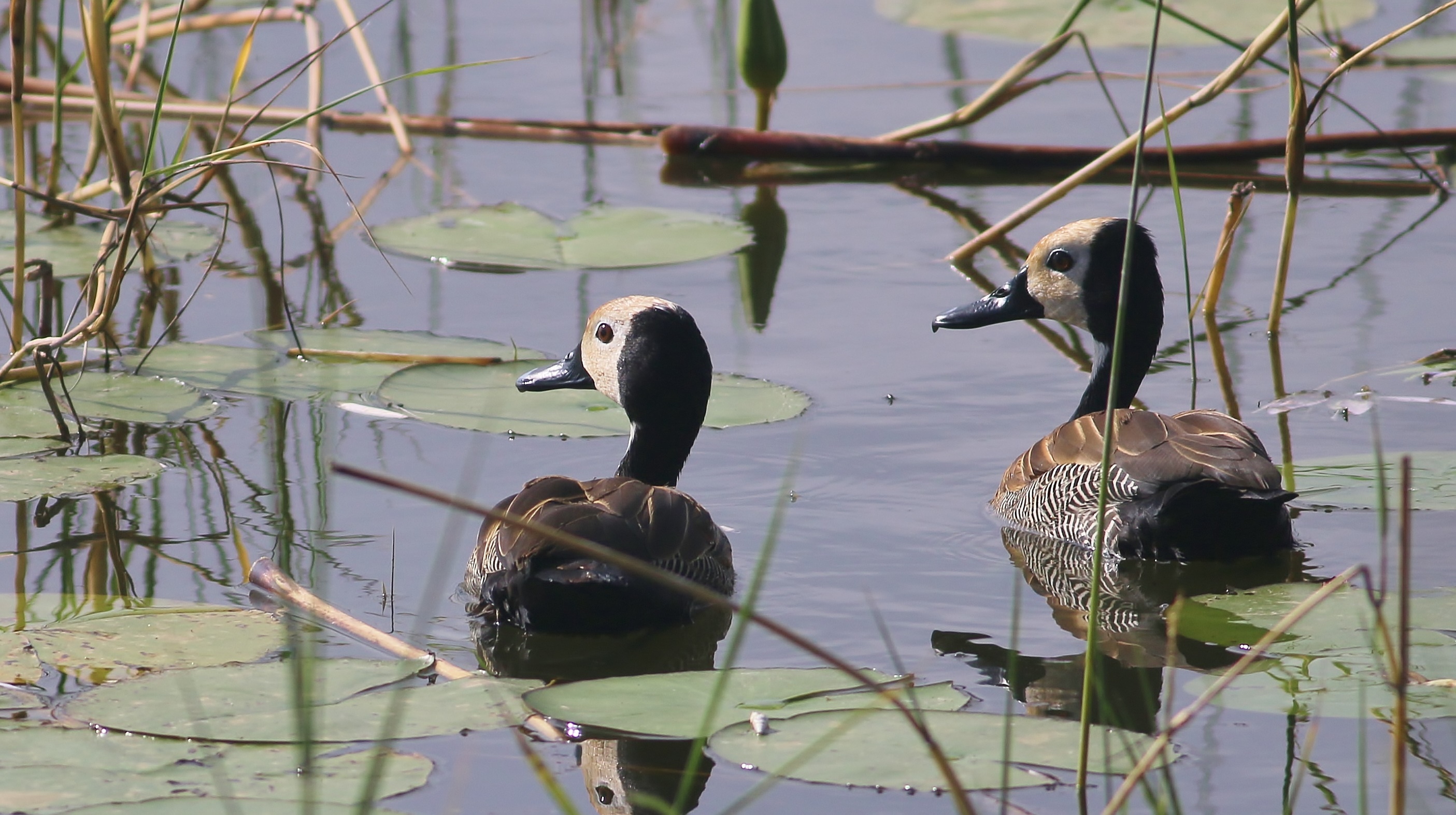 White-faced Whistling-Duck